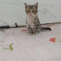 گربه dsh|گربه|ورامین, ورامین|دیوار