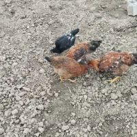 مرغ محلی|حیوانات مزرعه|نکا, |دیوار