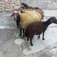 کاور گوشتی|حیوانات مزرعه|دهگلان, |دیوار