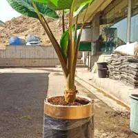 گل باباآدم بزرگ و کوچیک