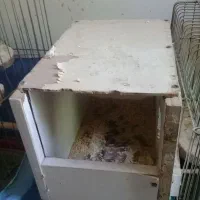 لانه ی عروس هلندی