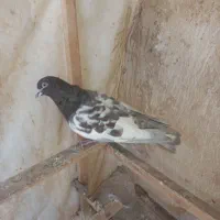 فروش کبوتر|پرنده|تهران, افسریه شمالی|دیوار