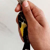 کبوتر نر جوجه سهرره قناری عروس هلندی|پرنده|اصفهان, جاوان|دیوار