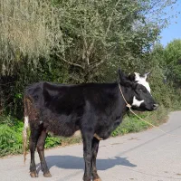 لیشه پا به تخم گوساله نکرده گاو|حیوانات مزرعه|رشت, پل تالشان|دیوار