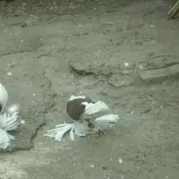 کبوتر پاپر اصیل