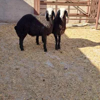 بهترین و زیباترین نژژاد بومی ایران|حیوانات مزرعه|آباده, |دیوار