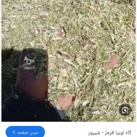 کاه لوبیا