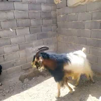 پازن تخمی درجه یک