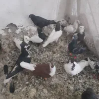 کفتر صید بوم