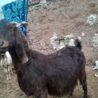 شاه بز پاکستانی