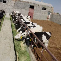 کوساله قطع شیر مناسب پروار