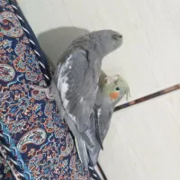 جوجه عروس هلندی|پرنده|کرمان, |دیوار