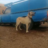 سگ سرابی اصیل|سگ|زارچ, |دیوار