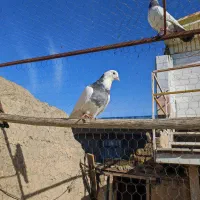 کفتر طوقی|پرنده|جوکار, |دیوار