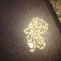 گردنبندباگوهرشب، چراغ