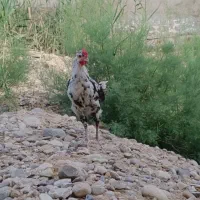 سه عدد خروس گلین ملاثانی