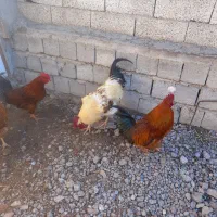 خروس|پرنده|اردبیل, |دیوار