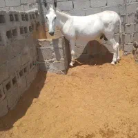 خر 7سال|حیوانات مزرعه|گراش, |دیوار