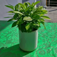 گلدون نارنج