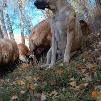 ماده گوزل|سگ|ورزقان, |دیوار