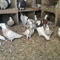 طوقی اصیل|پرنده|میانه, |دیوار