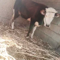 گاو فروشی شش هفت ماه که بارادر|حیوانات مزرعه|بیرک, |دیوار