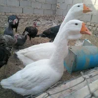 قوغاز لیندا|حیوانات مزرعه|زابل, |دیوار