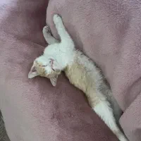 گربه dsh|گربه|تهران, افسریه جنوبی|دیوار