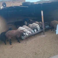 گوسفند بره نر|حیوانات مزرعه|هشتگرد, شهرک بعثت|دیوار