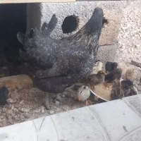مرغ بومی با ۱۴ جوجه