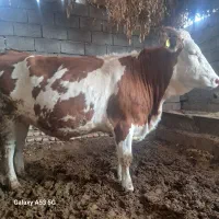 دو عدد گاو مونت|حیوانات مزرعه|کرمان, |دیوار