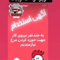 مرغ کار نیازمندیم
