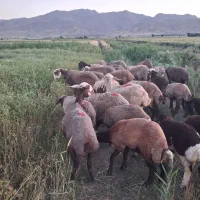 باسلام فروش ۲۰عددمیش۲۰عددبره