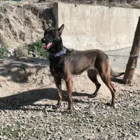 سگ مالینویز اصل|سگ|آزادشهر, |دیوار