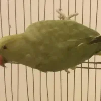 جوجه طوطی ملنگو