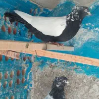 کبوترزینتی