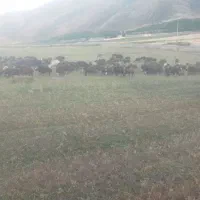 کارگر  دامداری|استخدام سرایداری و نظافت|شیروان (لرستان), |دیوار