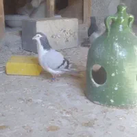 کفتر‌دمگیر