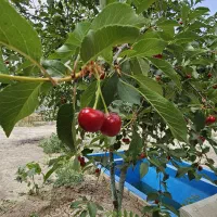باغ-با-سند-تک-برگ-در-شهر
