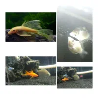 ماهی آکواریم گیاه خوار