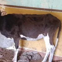 ۱عدد گوساله نر و۱عددگاو|حیوانات مزرعه|اهواز, شهرک اکباتان|دیوار