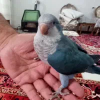 فروش  طوطی راهب نر کاملا اهلی و دستی و سخنگو|پرنده|اهر, |دیوار