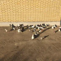 کفتر|پرنده|اشتهارد, |دیوار