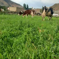 ذرت علوفه برای گاو وگوسفند