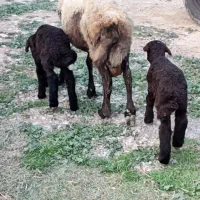 1راس گوسفند پهلوان با دوتا بره