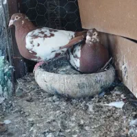 پرنده کارل اصل