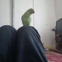 باسلام ماده طوطی فروشی|پرنده|رفسنجان, |دیوار