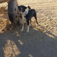 فروش‌سگ‌قهدرجونی