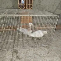 کفتر کبوتر غریب گیری