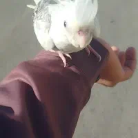 عروس هلندی گم شده